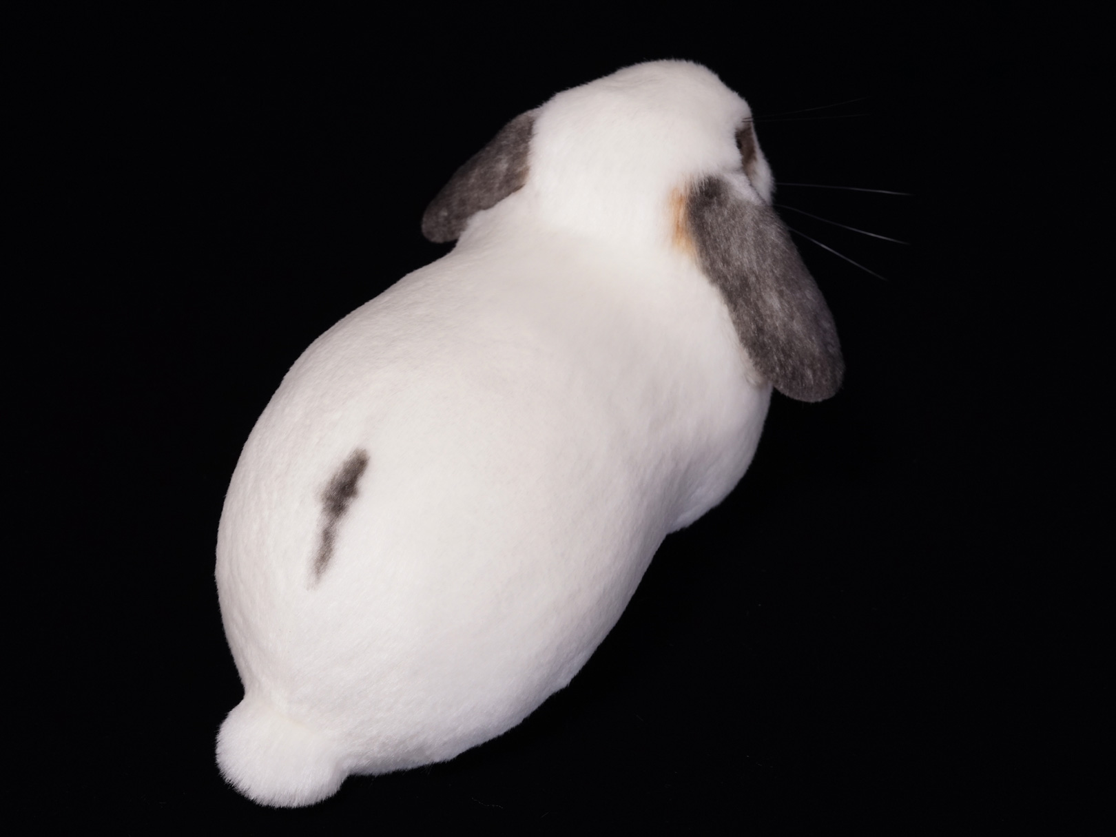 ホーランドロップ ウサギ ぬいぐるみ