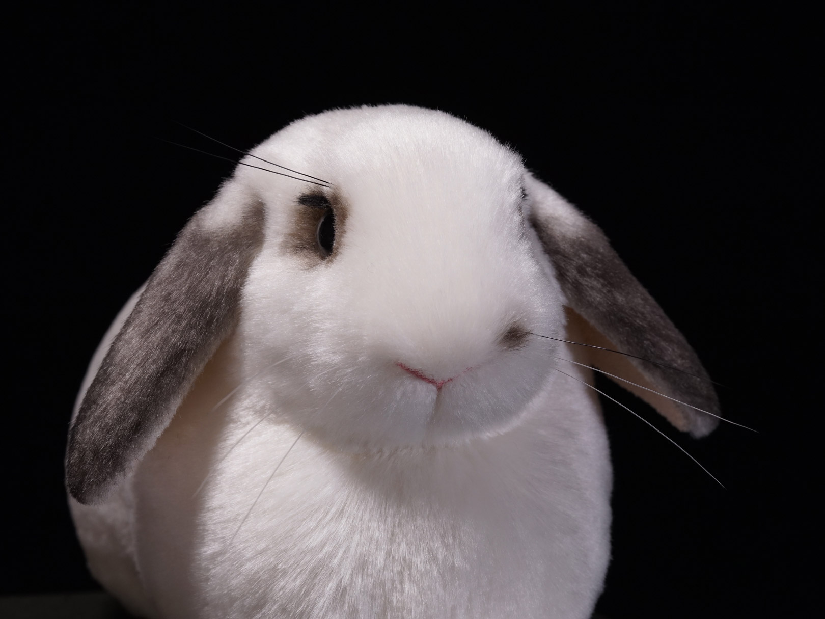 ホーランドロップ ウサギ ぬいぐるみ