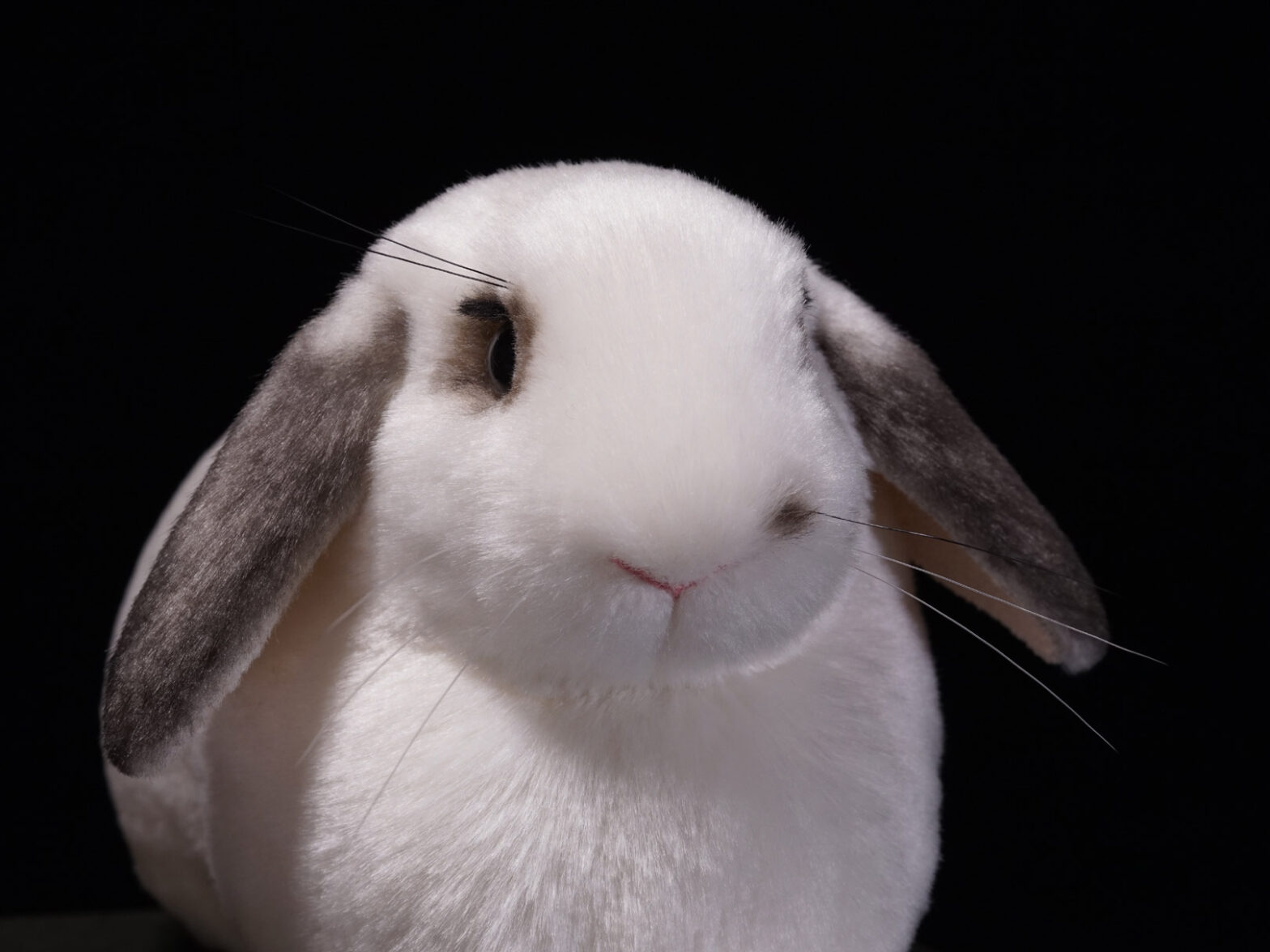 ホーランドロップ　ウサギ　ぬいぐるみ