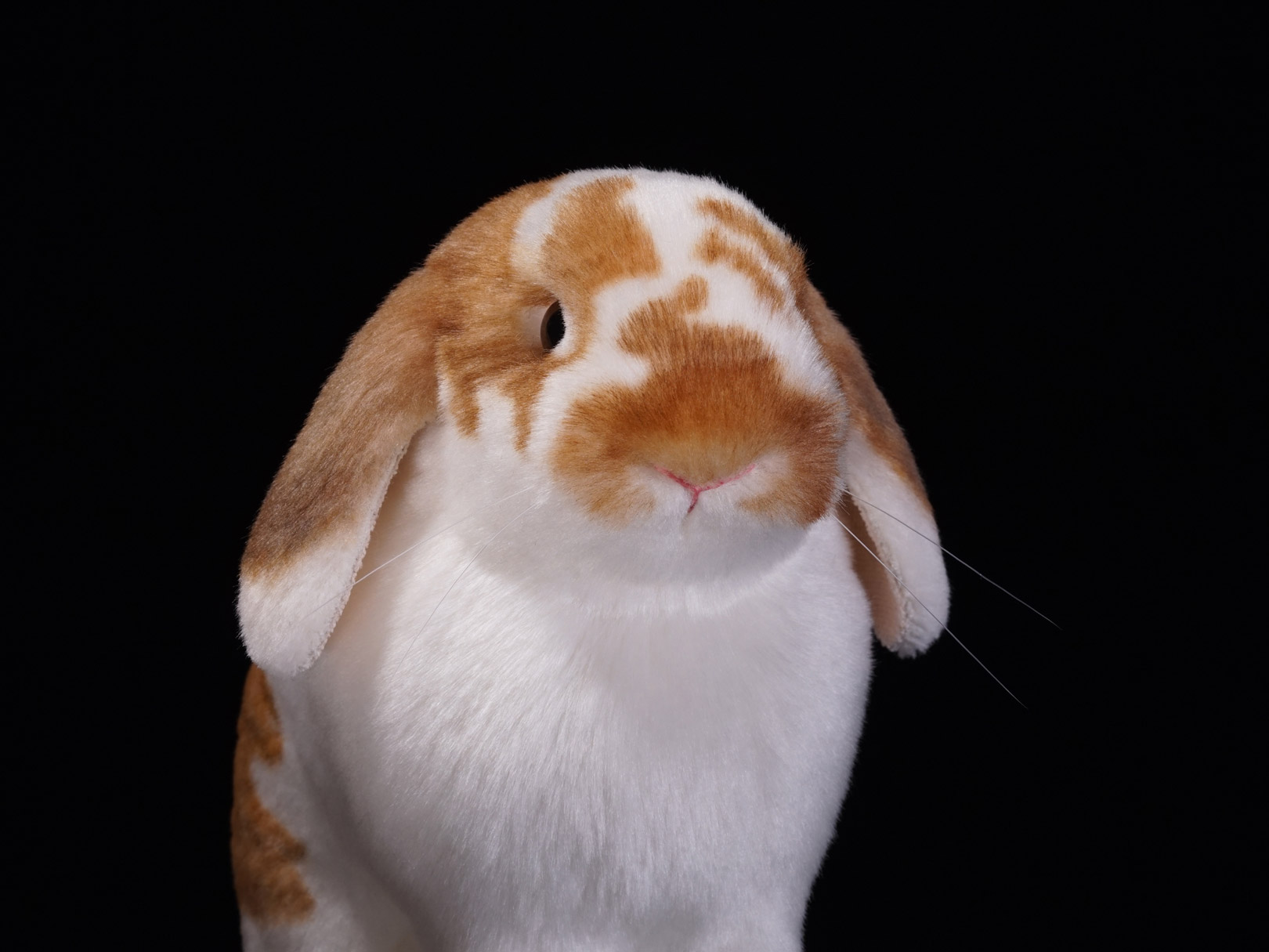 ロップイヤー　ウサギ　お座り　ぬいぐるみ　ホーランドロップ